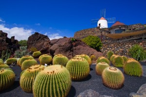 Lanzarote Cactus Gardens